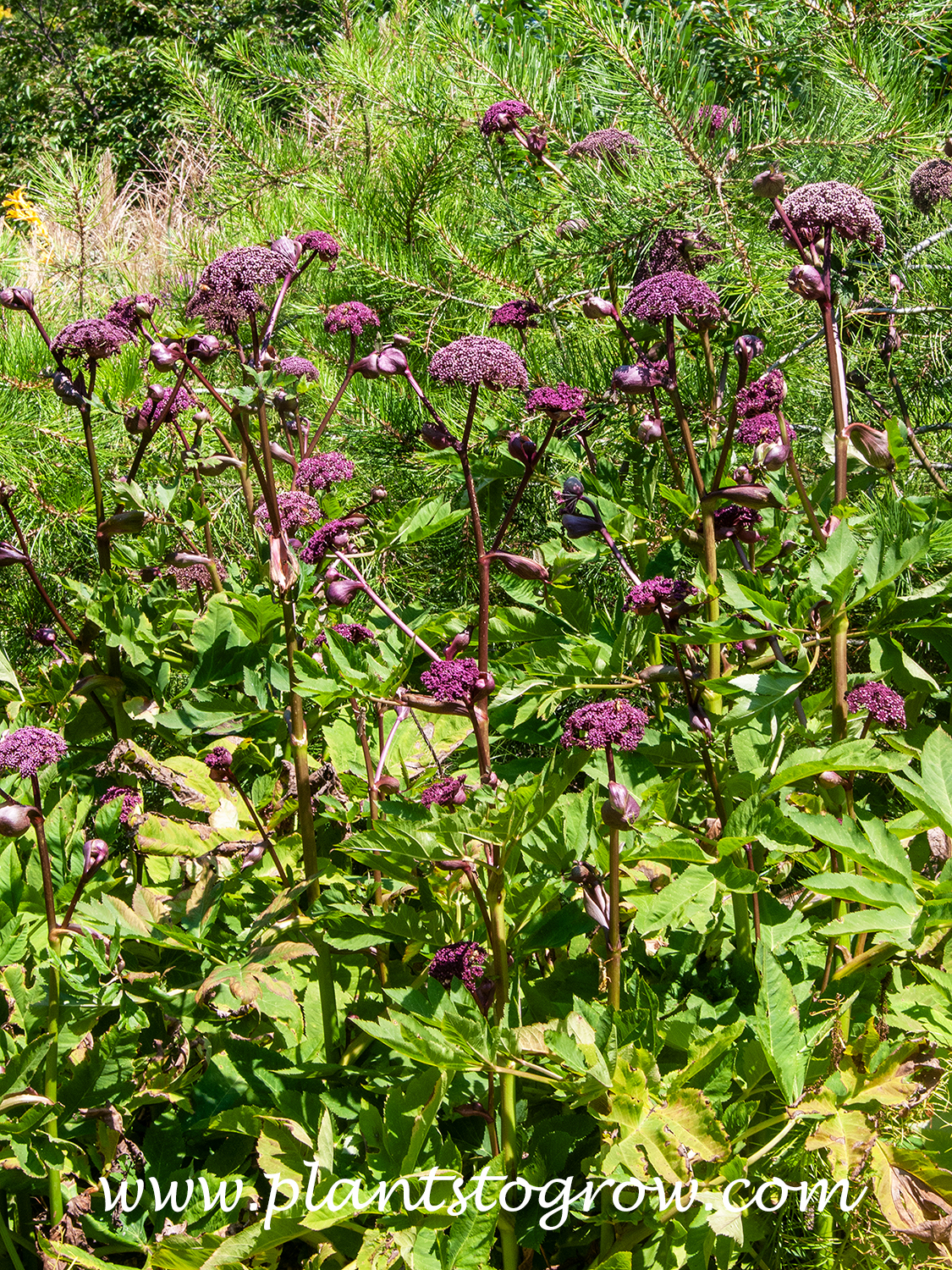 Korean Angelica (Angelica gigas)